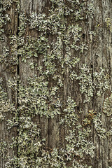 Wall Mural - an old tree with lichen