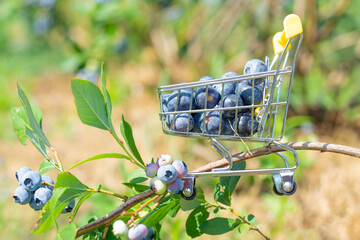 Poster - Shopping cart with blueberries on a bush