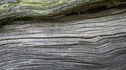 Wall Mural - patterns and texture of old wood