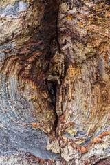 Wall Mural - patterns and texture of old wood, knot