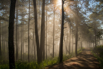 Wall Mural - beautiful of rays and light at dawn