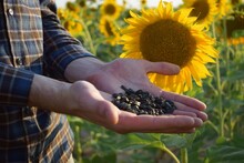 A Man Farmer In A Plaid Shirt Holds Sunflower Seeds On A Background Of Sunflowers