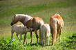 Haflinger Herde mit Jungtieren auf Weide