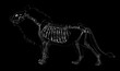 Anatomical sketch of a lion skeleton on a black background
