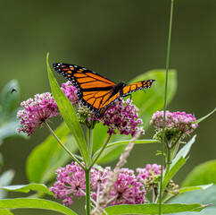 Poster - Closeup of a vibrant monarch butterfly sitting on small pink flowers with a green blurry background