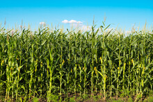 Corn Growing On A Field On A Sunny Day