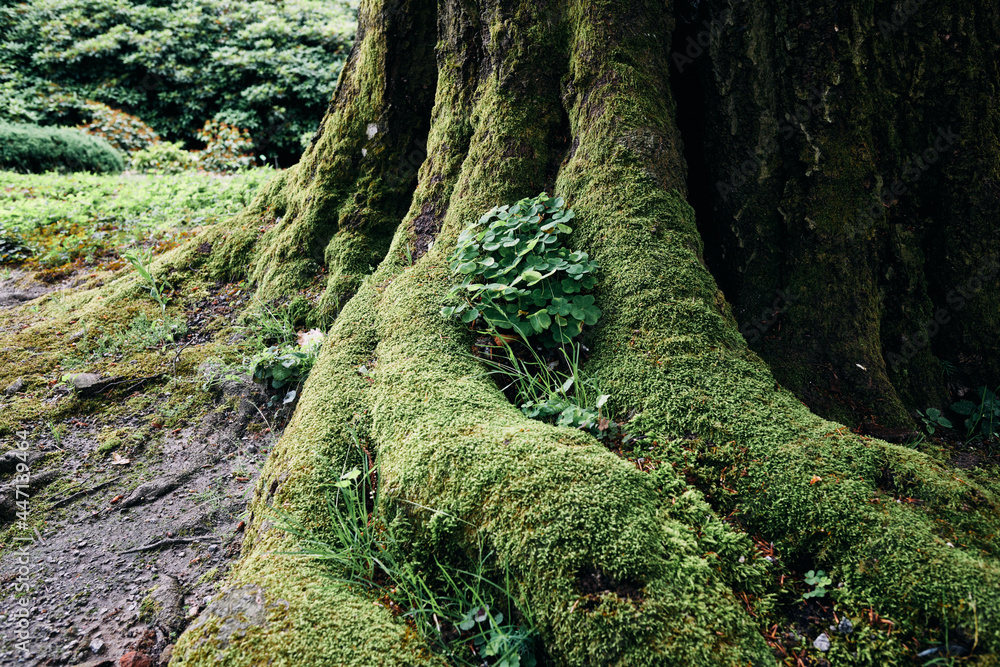 Tajemnicze stare drzewo daje schronienie małej roślince w omszałych konarach, korzeniach, pniach. - obrazy, fototapety, plakaty 
