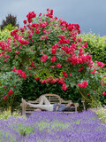 Fototapeta Lawenda - Dziewczyna odpoczywająca na ławeczce w parku pełnym pachnących kwiatów róż i lawendy