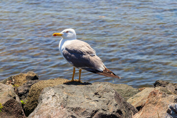 Poster - Portrait of the seagull against the Black sea