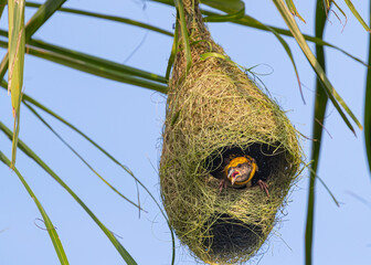 Wall Mural - Weaver Bird sitting in her nest