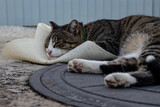 Fototapeta Lawenda - Cute cat sleeping on a hat