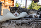 Fototapeta Lawenda - Cute cat sleeping on a hat