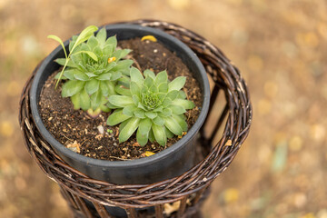 Canvas Print - Top view closeup of a plant with green leaves growing in the pot