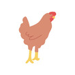 Flat vector hen illustration in simple style. Farm life spot illustration