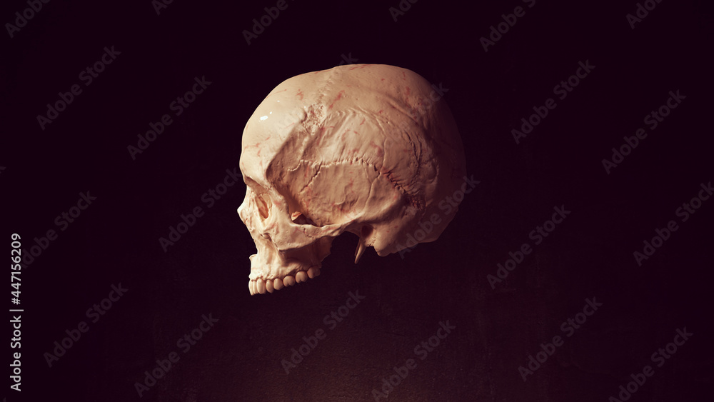 Skull Head Dead Bone Skeleton Anatomy Halloween 3d illustration render - obrazy, fototapety, plakaty 