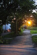 © Makarov Vseslav - Sunset glow through the foliage