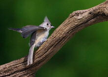 Tufted Titmouse (Baeolophus Bicolor) Perched On A Tree Stump Searching For Seeds And Bugs.