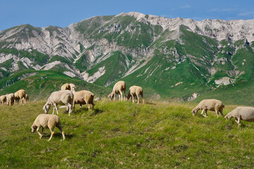 group of sheep grazing in the emperor abruzzo field with the mountains in the background