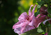 Pink Single Clematis Flower On Green Background