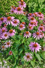 A Cluster Of Purple Cone Flowers 