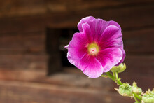 Single Pink Mallow Flower On A Wooden Wall Background