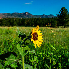 Ute Valley Park, Colorado Springs 
Sunflower