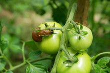 Tomato Leaves Fruit Unripe Green Spanish Slug Pest Arion Vulgaris Snail Parasitizes Solanum Lycopersicum Leaf Vegetables Or Cabbage Lettuce Moving In The Garden, Eating Ripe Plant Crops