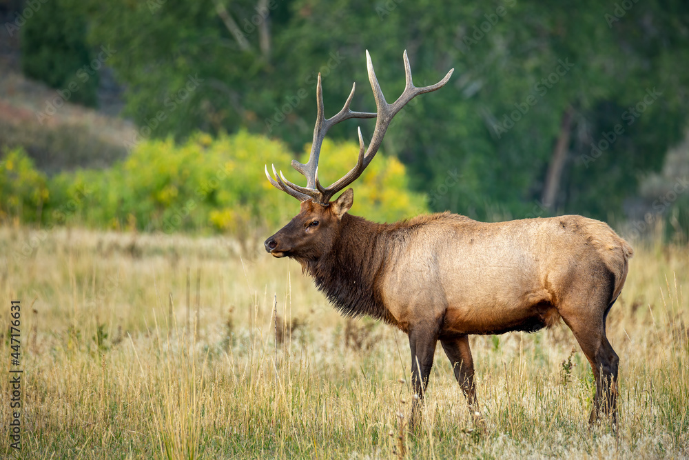 Elk In Fall Rocky mountain bull elk during fall rut Stock Photo | Adobe Stock