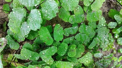 Wall Mural - green fern with dew drop detail nature in the rain forest with moss on the rock