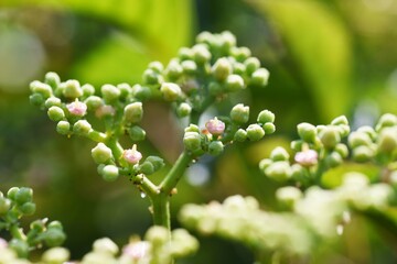 Sticker - Bushkiller flowers. Vitaceae vine weed.
