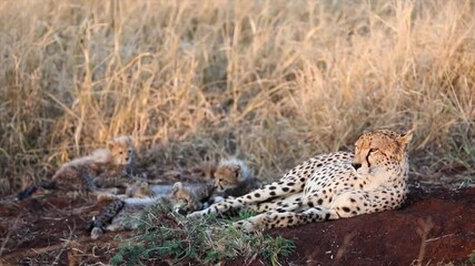 Wall Mural - Adorable fuzzy cheetah cubs play next to mom on morning gold savanna