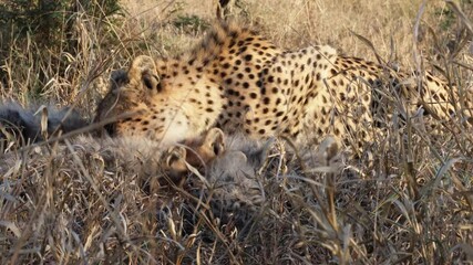 Wall Mural - Adorable hungry cheetah cubs eat antelope hidden in grass with mom