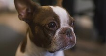Boston Terrier Close Up Shot Of Face