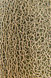 close-up of Hami melon surface textured background.