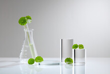 White Background Centella Asiatica For  Biological Experiment Presentation Centella Asiatica Leaves And Green Water In Biological Test Tubes. Production Of Cosmetics Based On Centella Asiatica .  