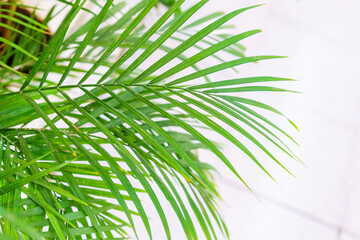  Close-up on the leaves of a bamboo palm (chamaedorea seifrizii) of indoor plants, green leaves of indoor palms. Natural green leaves background