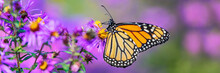 Monarch Butterfly On Purple Aster Flower In Summer Floral Background. Female Monarch Butterflies In Autumn Blooming Asters Landscape Panoramic Banner.