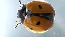 Ladybug Spreading Wings In Macro Close Up View