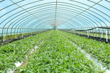Fototapeta  - Watermelon field in the greenhouse