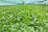 Fototapeta  - Watermelon field in the greenhouse