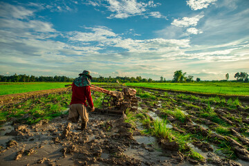 A team of farmers planting rice with seedlings. Planting season,agriculture, rice planting handmade organic