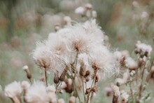 Bunch Of White Beige Fuzzy Dandelions And Their Seeds In Autumn Fall Growing Wild In A Pasture 