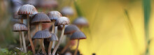 Small Inedible Mushrooms, Poisonous Mushrooms Forest Background Macro Nature Wild