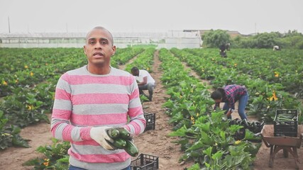 Wall Mural - Portrait of latin american farm worker gathering crop of green courgettes on farm field in springtime. Harvest time