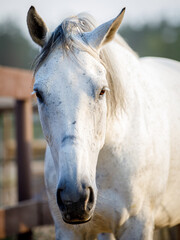 Wall Mural - portrait of sad beautiful gray mare horse in paddock in evening sunlight in summer