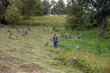 Kosiarz w roboczym ubraniu pielęgnujący stary zaniedbany cmentarz