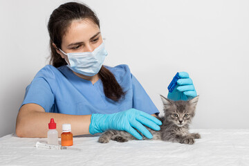 Wall Mural - A veterinarian in gloves drips on the withers of the cat remedy or drops from fleas for the treatment of a kitten. Antiparasitic therapy in veterinary medicine.