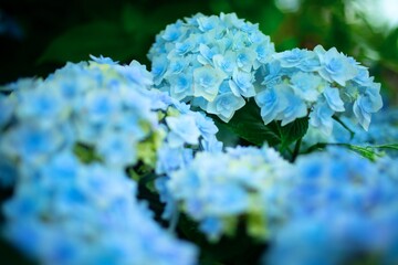 flowers in the snow