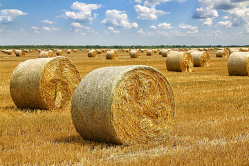 Crop wheat rolls of straw in a field, after wheat harvested in agriculture farm, landscape rural scene, bread production concept, beautiful summer sunny day clouds in the sky