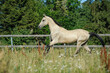 Graceful akhal-teke stallion galloping in summer paddock